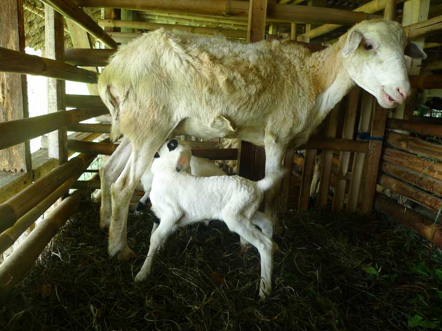 Kotoran kambing dipakai Vila Botani buat kompos